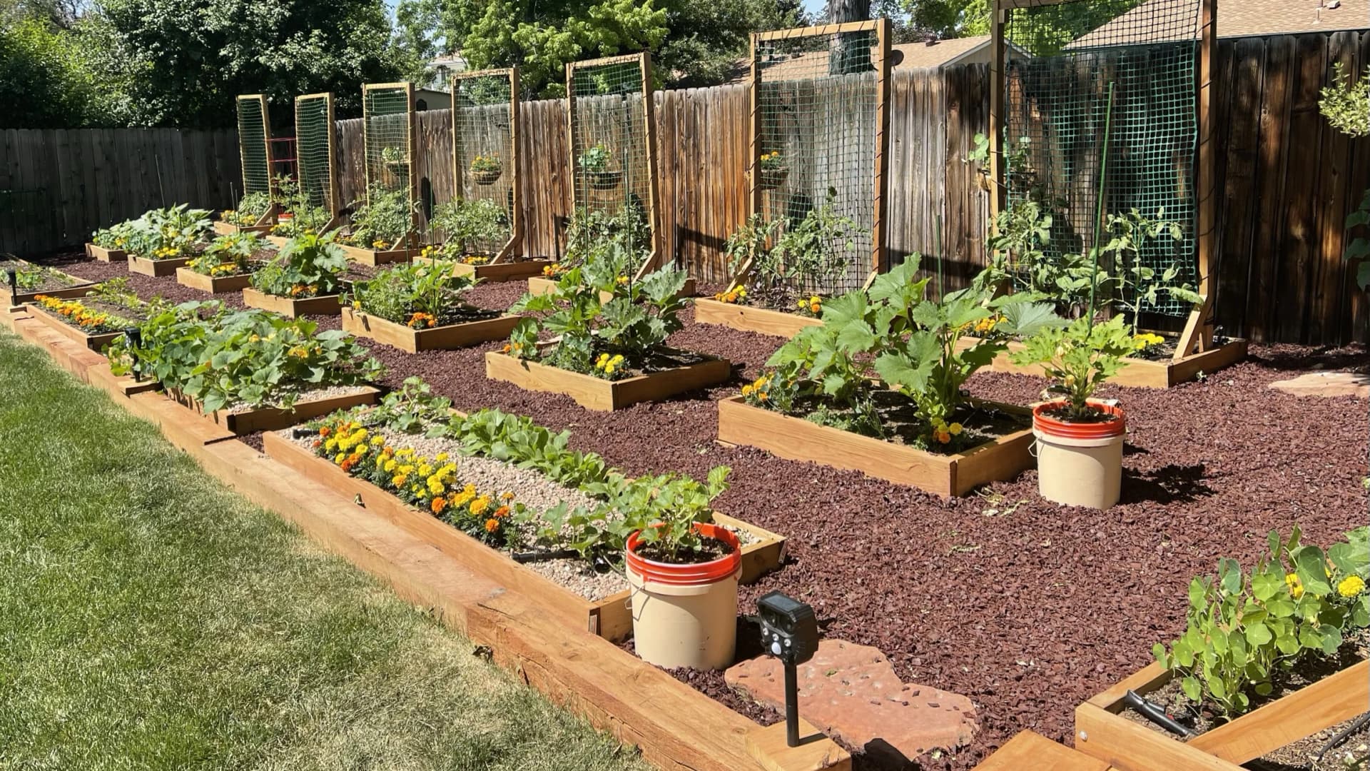 Raised garden beds with thriving vegetables